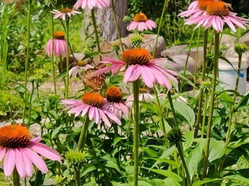 echinacea