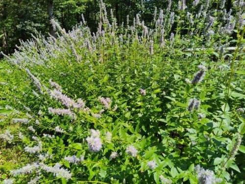 Anise Hyssop