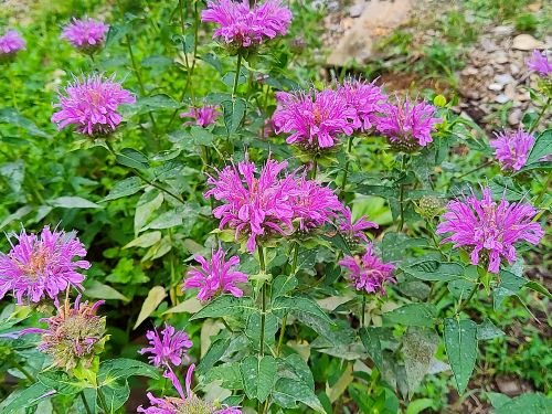 beebalm